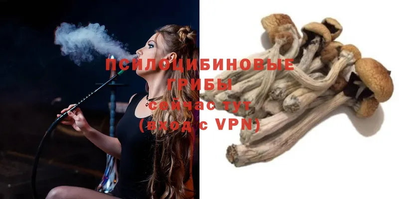 купить   Бугуруслан  darknet клад  Псилоцибиновые грибы MAGIC MUSHROOMS 